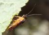 Euura melanocephala